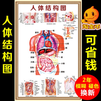 人体结构图穴位医学人体解剖图片内脏器官骨骼肌肉构造挂图画全身 24