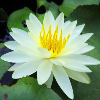 睡莲花苗水培水养水生花卉观花植物室内花绿植物盆栽庭院荷花根块 黄