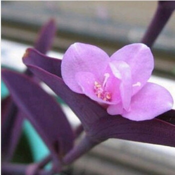 紫罗兰苗紫罗兰吊兰盆栽绿植花苗 一株 不含盆