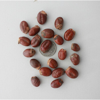 荔枝种子荔枝核果树种子食用水果种子蔬菜种子