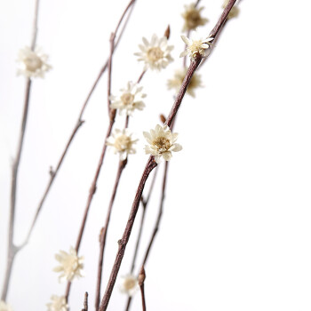 干支梅花真花插花瓶假梅花干干枝装饰小枯树枝干花森系ins抖音父节