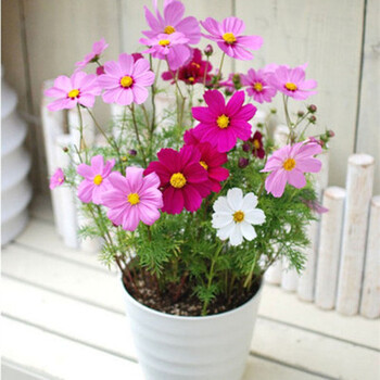 花卉种子 格桑花种子 盆栽地栽种子 套餐花种一