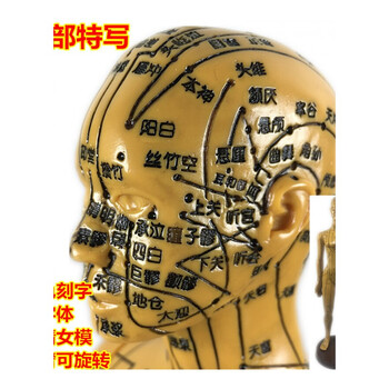 中医针灸穴位图人体模型50cm男女模型清晰经络小人体针灸穴位模型