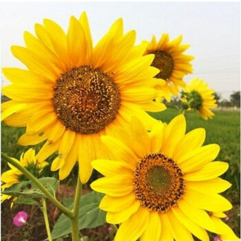 矮向日葵花种子