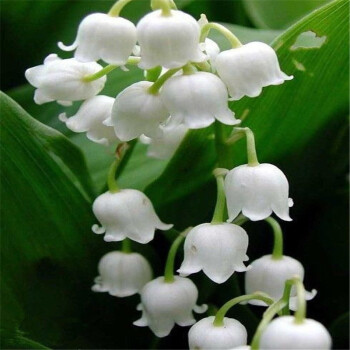 铃兰花种球