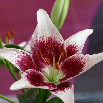 带芽香水百合花种球根 百合花苗绿植盆栽 当年