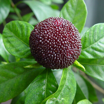 苏之卉东魁杨梅苗嫁接杨梅树盆栽地栽果树苗庭