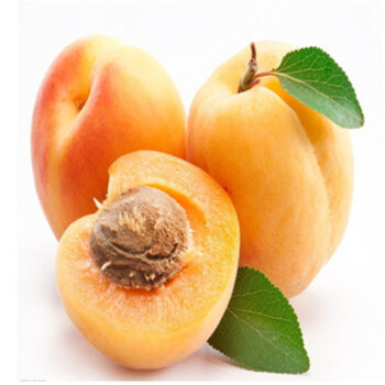 醉花苑 果树苗 金太阳杏树苗 杏子苗树苗南方北