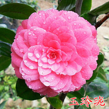 沫澄 茶花苗山茶花室内外盆栽 十八学士四季庭院花卉植物 玉玲珑 2年