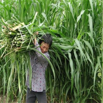 进口苏丹草种子草籽草鱼饲料草菊苣黑麦高丹草