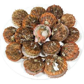 顺丰扇贝海鲜活扇贝当天海鲜贝壳类小红扇贝蒜蓉扇贝大菜园3kg6斤