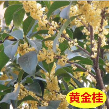 嫁接金桂花树苗四季桂浓香型月桂树苗桂花树苗八月桂盆栽庭院 黄金桂