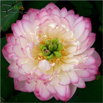 水仙花种球水培套装 香水百合种球土培套装 碗