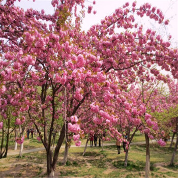 樱花树苗 嫁接日本樱花 日本晚樱 早樱 樱花苗 