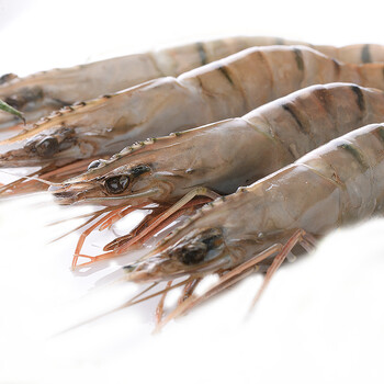 冻成狗 海鲜水产 海补大明虾 生鲜 500g 30只\/5