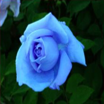 大花蔷薇 藤本月季 盆栽 欧月 别墅 庭院 花卉绿植 玫瑰 蓝色阴雨
