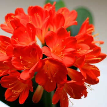 浩胜君子兰盆栽水培花卉盆景绿色植物办公室绿