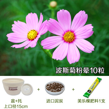包邮向日葵种子波斯菊种子格桑花种子家庭种植
