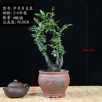 小叶紫檀盆景树苗老桩造型盆栽园艺花卉植物黑骨茶耐寒常青大绿植图片