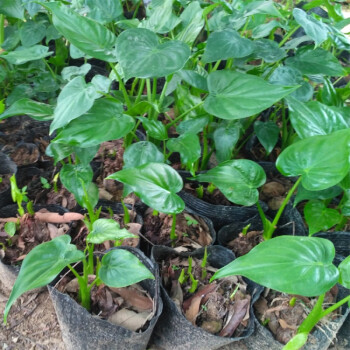 千手观音滴水观音水培植物花卉内吸甲醛室内客厅盆景四季绿植盆栽 3-5