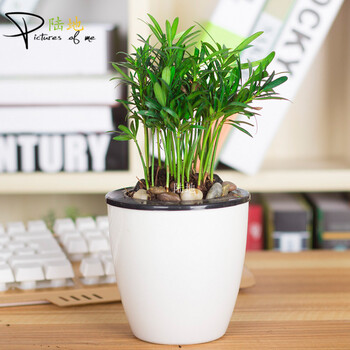 陆地 绿植盆栽 室内花卉园艺 办公室小盆栽 栀子