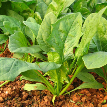 大叶菠菜种子 阳台菜园盆栽庭院有机蔬菜种子四季播种