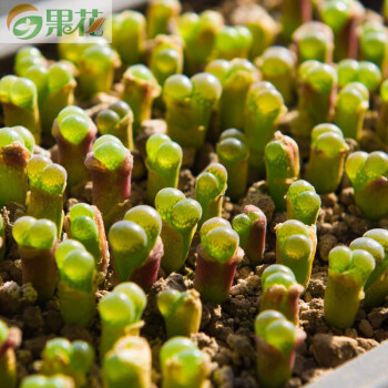 果花 多肉植物 生石花 风铃玉 珍品 0.