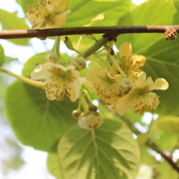 联户 猕猴桃 奇异果果树苗 盆栽 地栽猕猴桃树苗