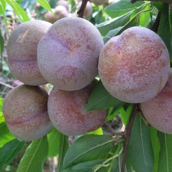 芊蓝茵 李子苗南北方种植盆栽地栽果树苗嫁接