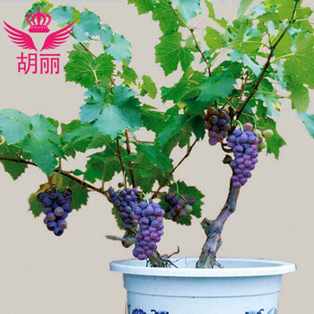 葡萄苗 当年结果爬藤大苗大葡萄树苗果树苗 盆