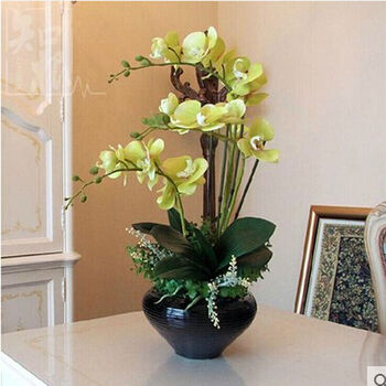 春枝晓 蝴蝶兰花苗 室内盆栽花卉 兰花苗 金玉满