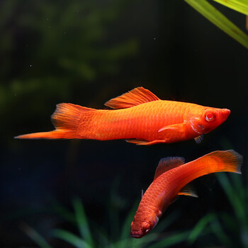 热带鱼 观赏鱼红箭鱼活体鱼斗鱼四间鱼彩裙鱼