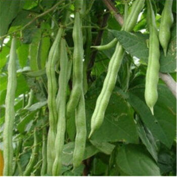 蔬菜种子阳台庭院种植 四季豆种子一包