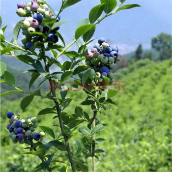 蓝莓树苗 嫁接盆栽地栽果树苗 庭院种植蓝莓果树南北方种植果树 兔眼