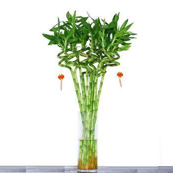 买三送花瓶 转运竹 富贵竹 室内盆栽 办公室水培花卉 观音竹 节节高竹