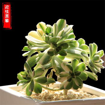 【迎桂】多肉法师黑植物红稚莲上衣莲黄丽玉露吸财树室内多肉v法师小立领女观音夏图片