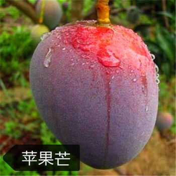 树苗当年结果南北方种植盆栽地栽澳芒贵妃芒 