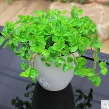 室内苗木室内盆栽花卉 植物花卉盆栽 土培/水培吊兰 食用垂盆草兰 不