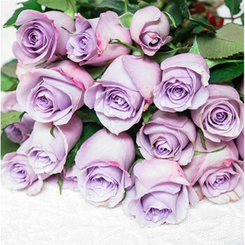 欧月大花月季苗大游行阳台庭院盆栽爬藤月季藤本玫瑰花苗多选 盆栽花卉 海洋之歌【图片 价格 品牌 报价】-京东