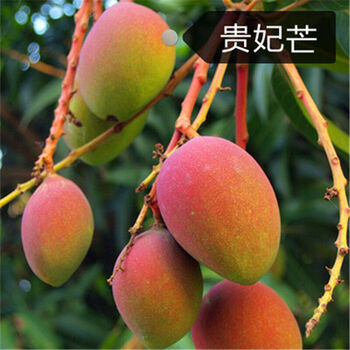 树苗当年结果南北方种植盆栽地栽澳芒贵妃芒 