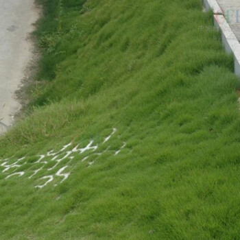 耐寒旱狗牙根护坡绿化草籽地毯草黑麦草高羊茅马尼拉早熟禾剪股颖三