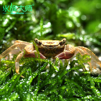 水族大师 紫螯糖果蟹 螃蟹两栖蟹观赏蟹宠物蟹除涡虫除藻草缸工具蟹