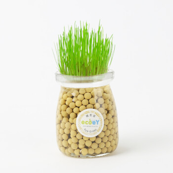 盆栽 生态瓶水培植物 办公室室内绿植盆景植物 珍爱负离子植栽-晴思草