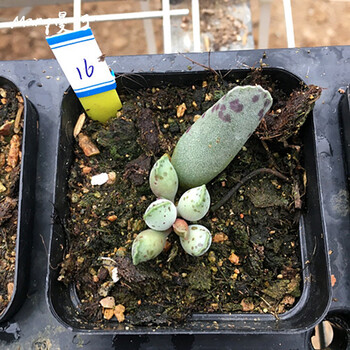 「海豹纹水泡」多肉植物 韩国进口海豹多肉正版 叶插大苗 海豹水泡