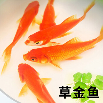 金鱼观赏鱼冷水鱼黑蝶尾红琉金红狮头兰寿龙睛小红草鱼小金鱼活体 红