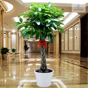 花季王朝室内花卉 盆景植物 发财树盆栽 客厅创意花草