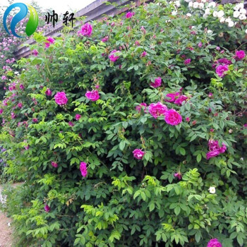 帅轩 红刺玫种子花卉种子花草种子绿化种子 红色 一斤