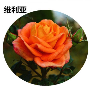 huahuiyou 绿植玫瑰苗月季花苗蔷薇花苗海棠大苗易活5年苗 直生5年