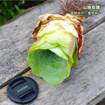 虹越(hongyue)多肉植物 山地玫瑰 多品种 休眠期不带盆发货 盖瑞米尔"