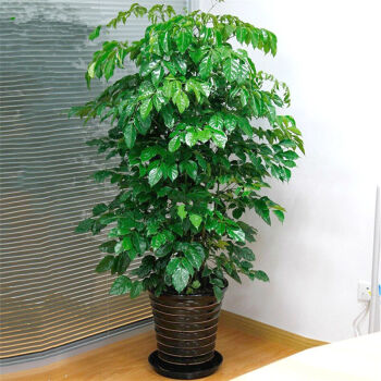 幸福树平安树绿宝客厅办公室大型植物绿植花卉 室内新